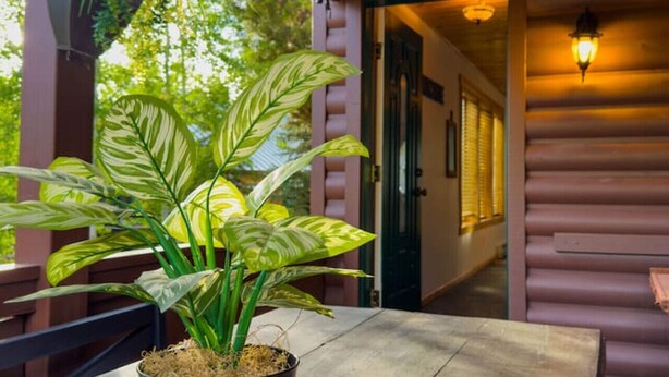 A potted plant on a table in a wooden-floored area with hanging lights. - The Carriage House / Walk to River & Lake, In Town (Grand Lake)