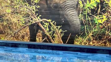Indoor pool, a heated pool