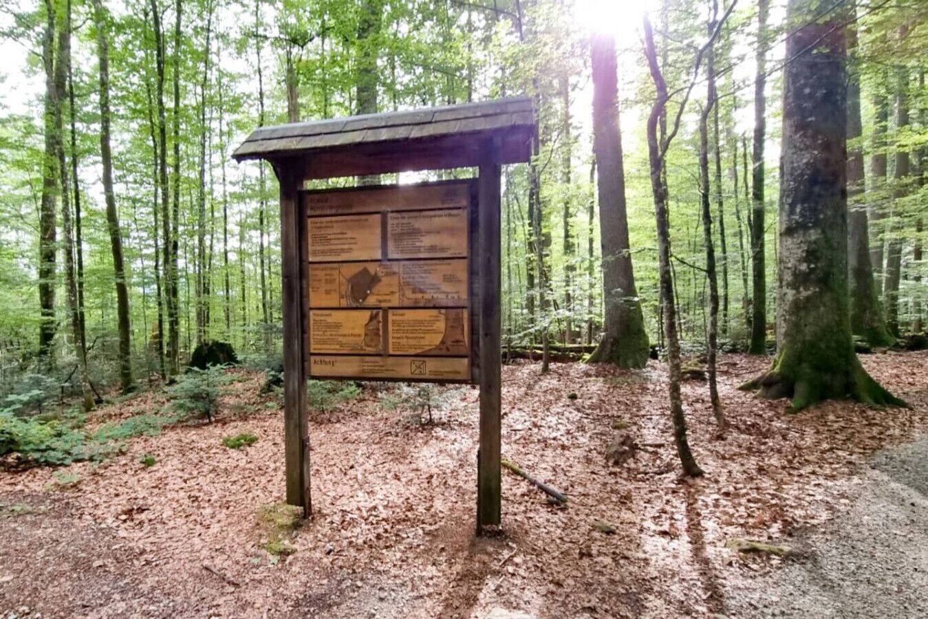 A wooden information board in a forested area with a dirt path.
