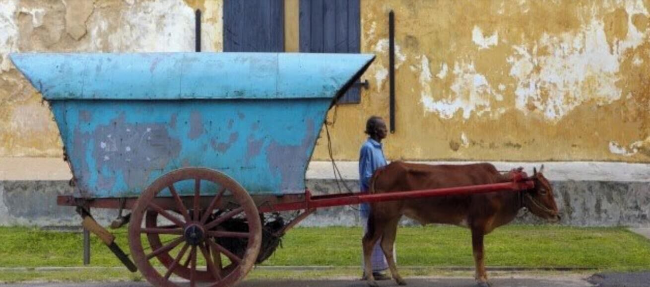 A man leading a horse-drawn cart with a blue container attached, walking on a street with a building in the background.
