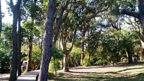 Ein hölzerner Weg durch einen Park mit Bäumen und einem Gebäude im Hintergrund.