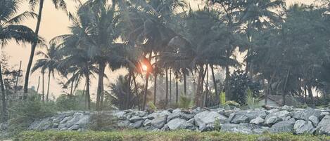 A rural landscape with palm trees, a stone wall, and a dirt path.