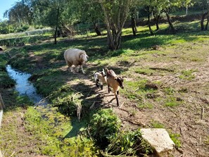Miscellaneous - Quinta da Bolota in Central Portugal (Leiria)