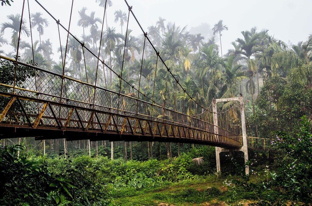 A suspension bridge in a lush, tropical setting with dense vegetation and palm trees in the background.