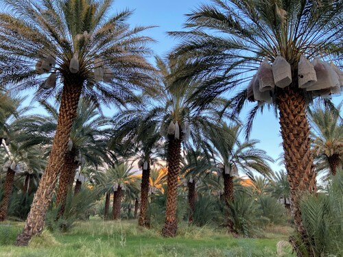 China Ranch Farmhouse Oasis & Yurts:  Near To Death Valley, Hot Springs, Trails!