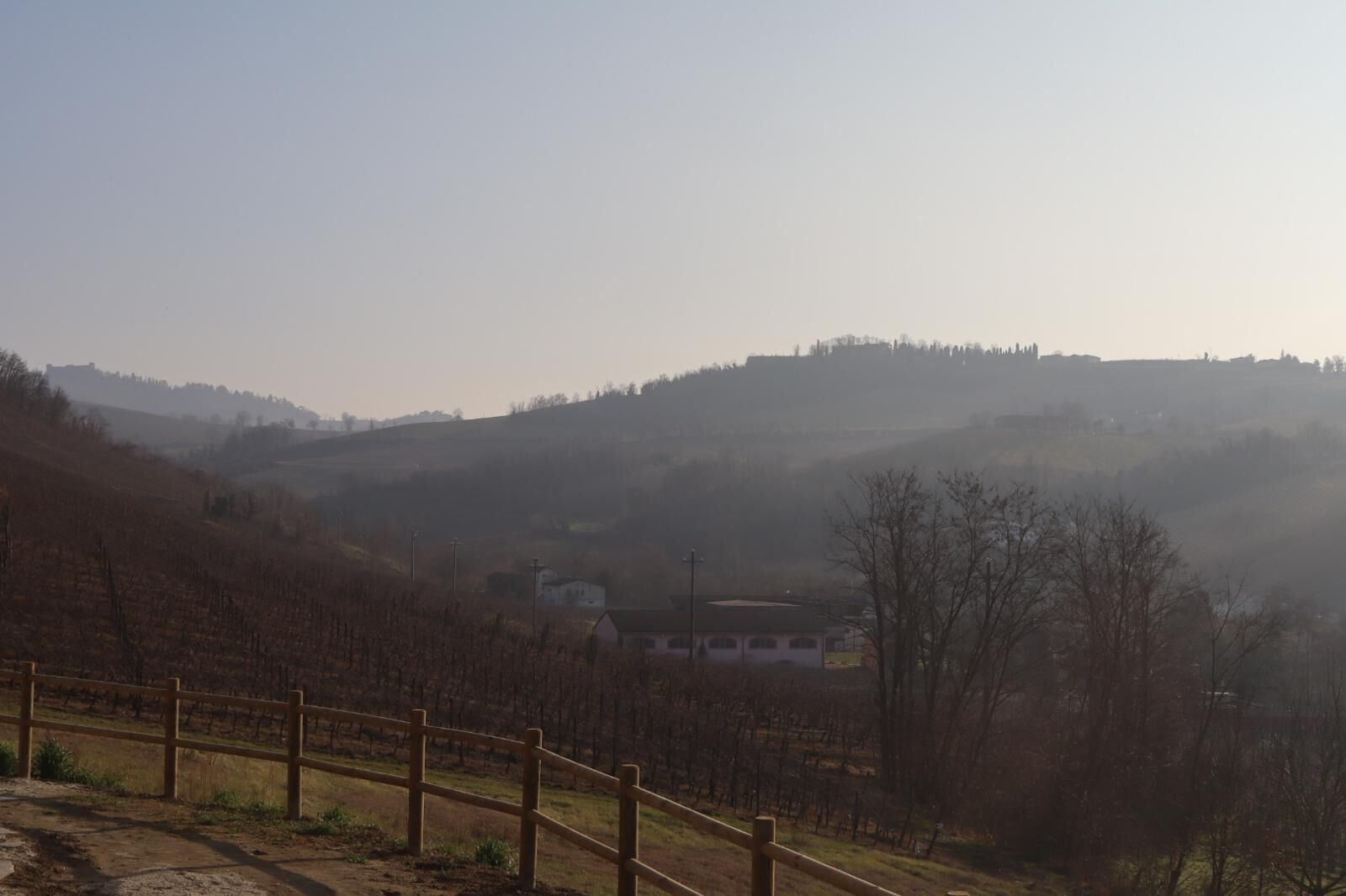 Un vigneto con filari di viti e un piccolo edificio sullo sfondo.