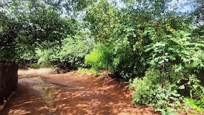 A dirt path surrounded by dense green foliage.
