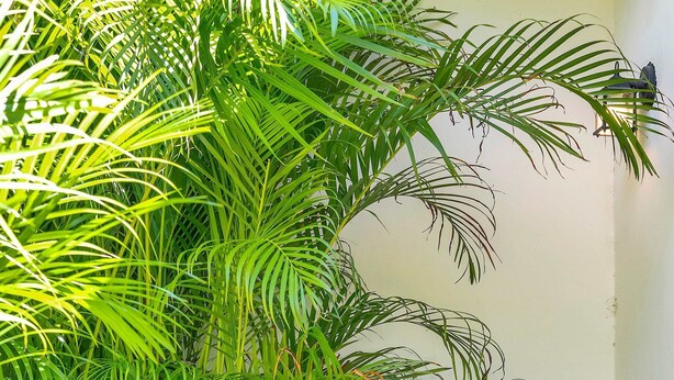 A metal chair with a cross-back design, positioned in front of a lush green plant with large leaves, possibly a palm, against a white wall. - Chic Modern Studio With Queen Bed (Fort Lauderdale)