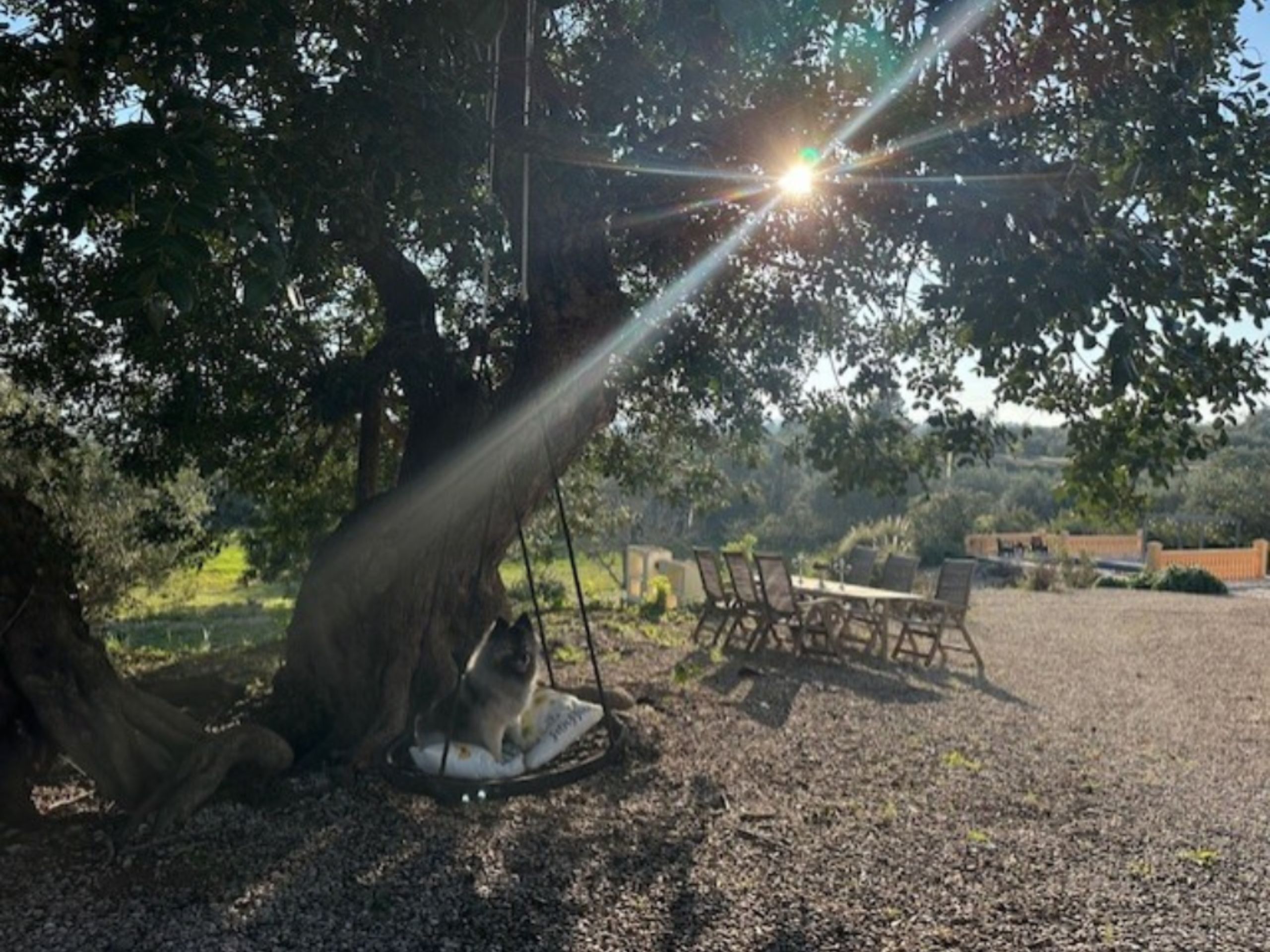 Een boom met een vogelhuisje, een picknicktafel en een grindpad.