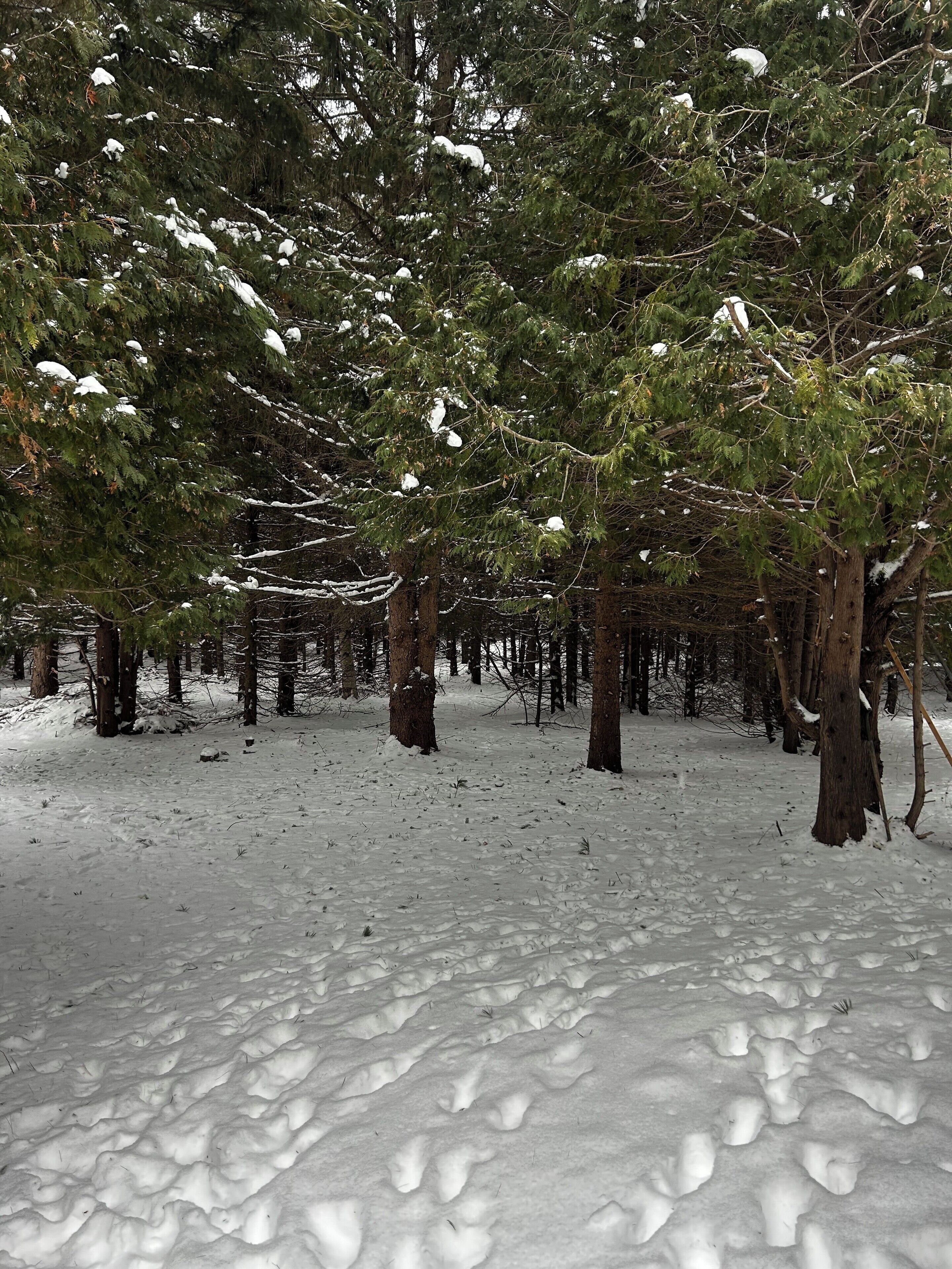 Un bosque nevado con árboles de hoja perenne y el suelo cubierto de nieve.