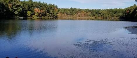 Un lago tranquilo con un muelle de madera y árboles circundantes.