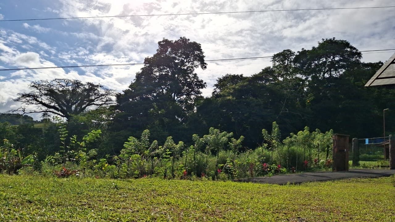 A grassy area with a variety of plants and trees, a brick structure, and a metal fence.