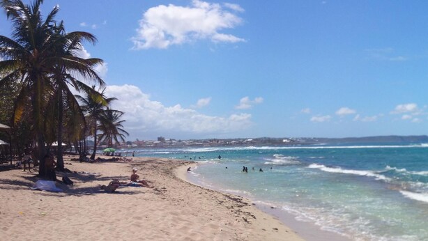 Une plage bordée de palmiers, avec un ciel dégagé et des vagues sur l’océan.