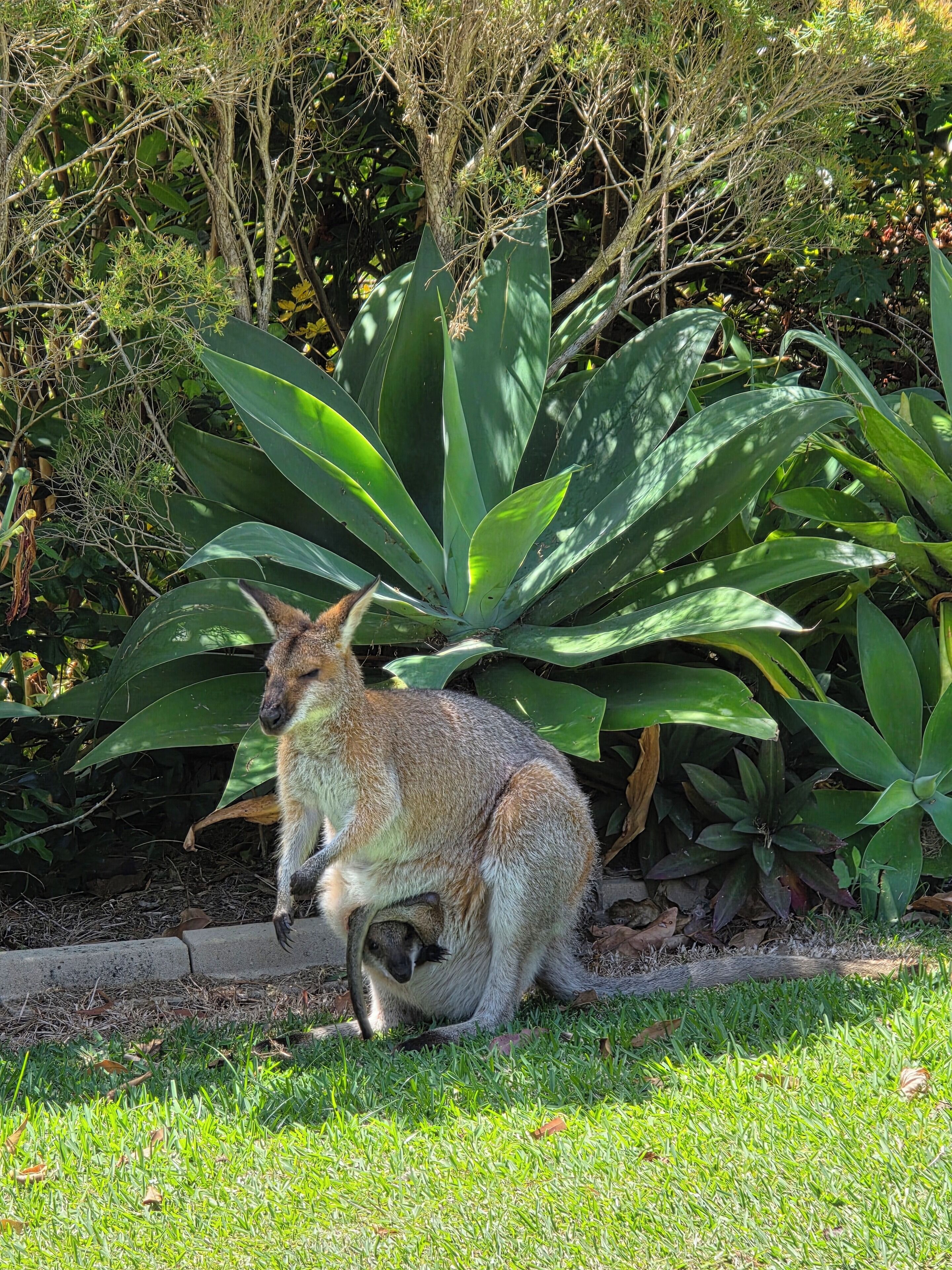 Jardines del alojamiento
