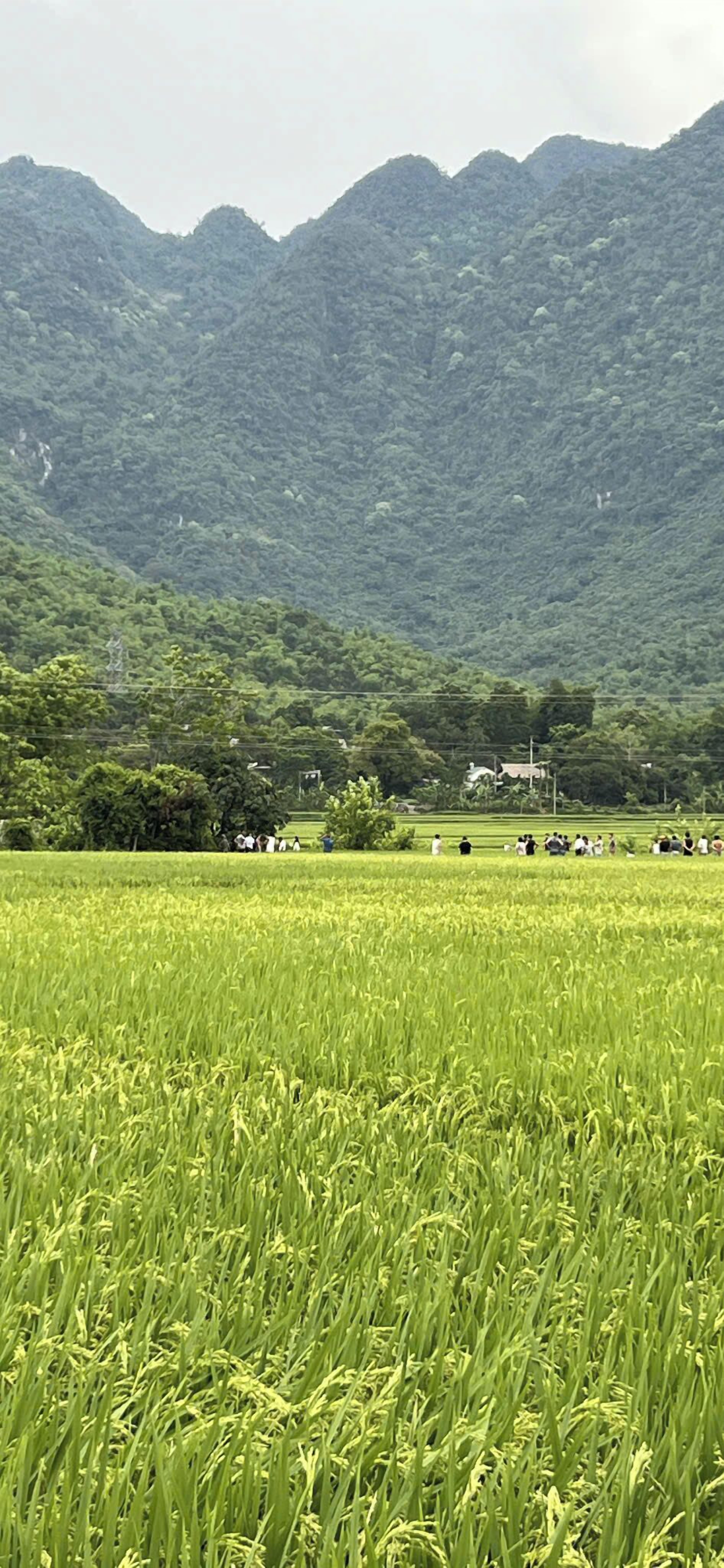 A lush green field with a mountainous backdrop.