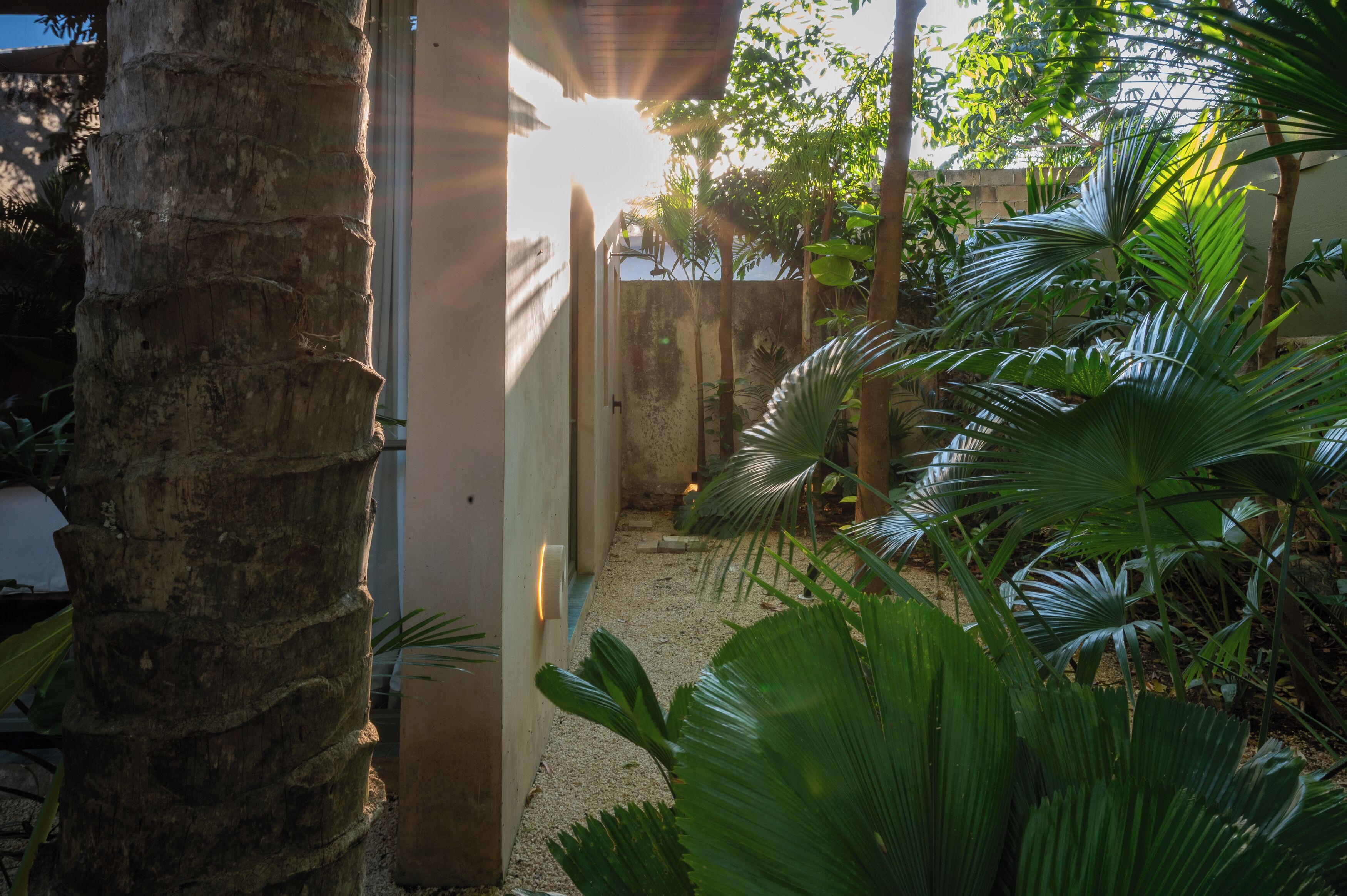 A narrow pathway flanked by palm trees and a building with a textured wall.