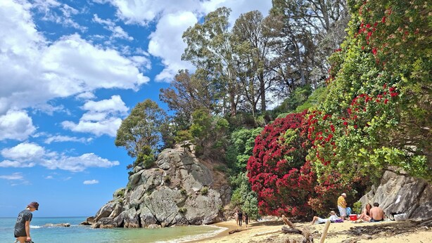 Une plage avec des affleurements rocheux, des arbres et des arbustes à fleurs rouges.