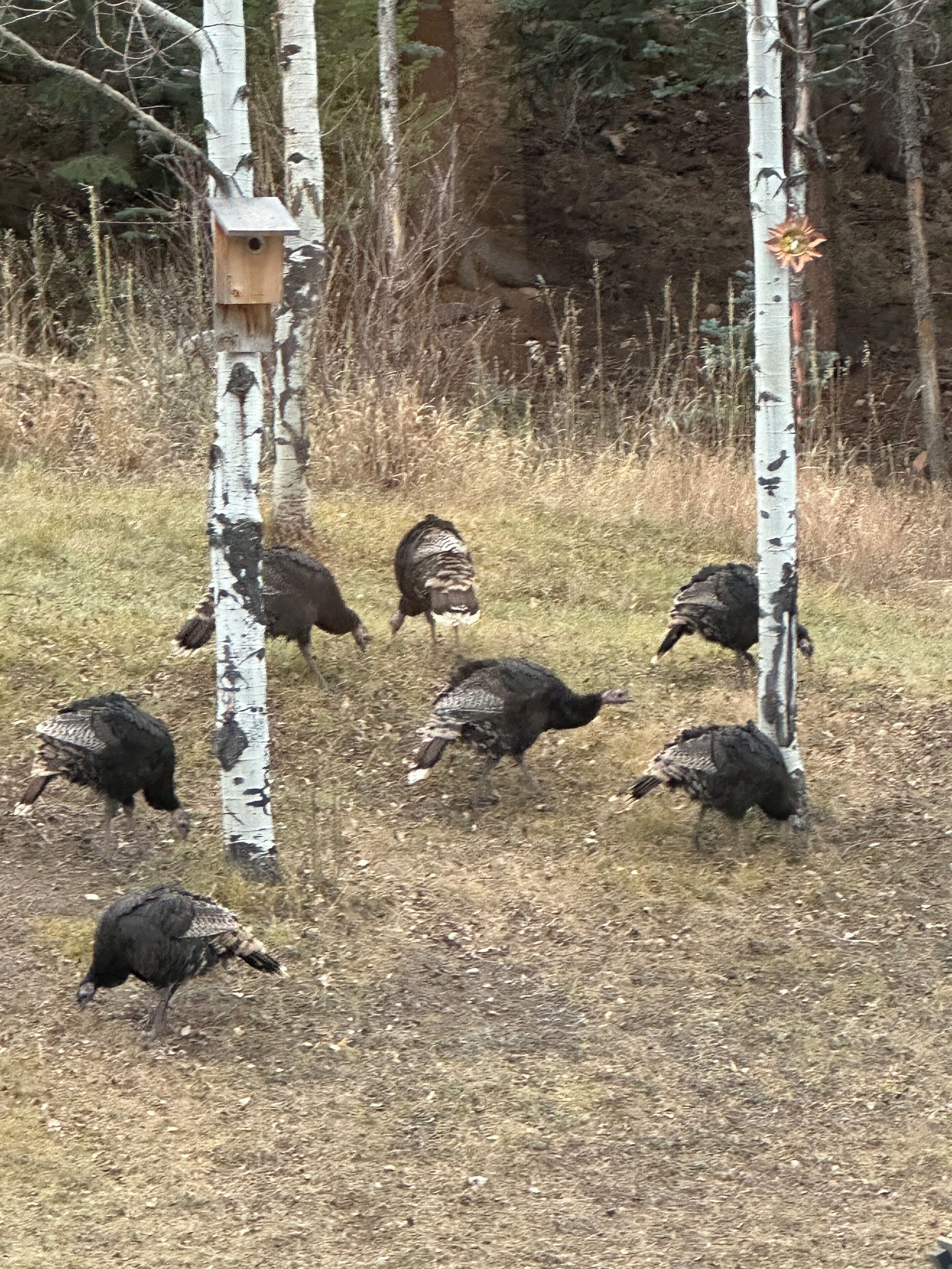 En grupp kalkoner som söker efter mat på en gräsig yta med björkträd och ett fågelhus.
