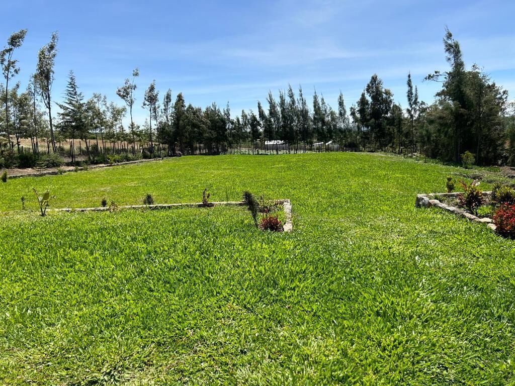 Taman