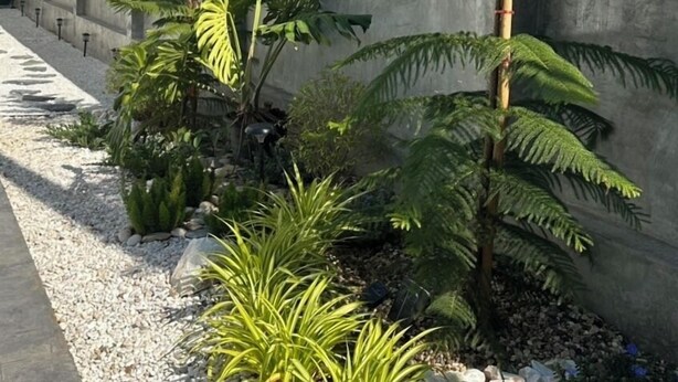A concrete wall with a row of tall, green, fern-like plants. - HOUSE NO.89 (Chiang Mai)