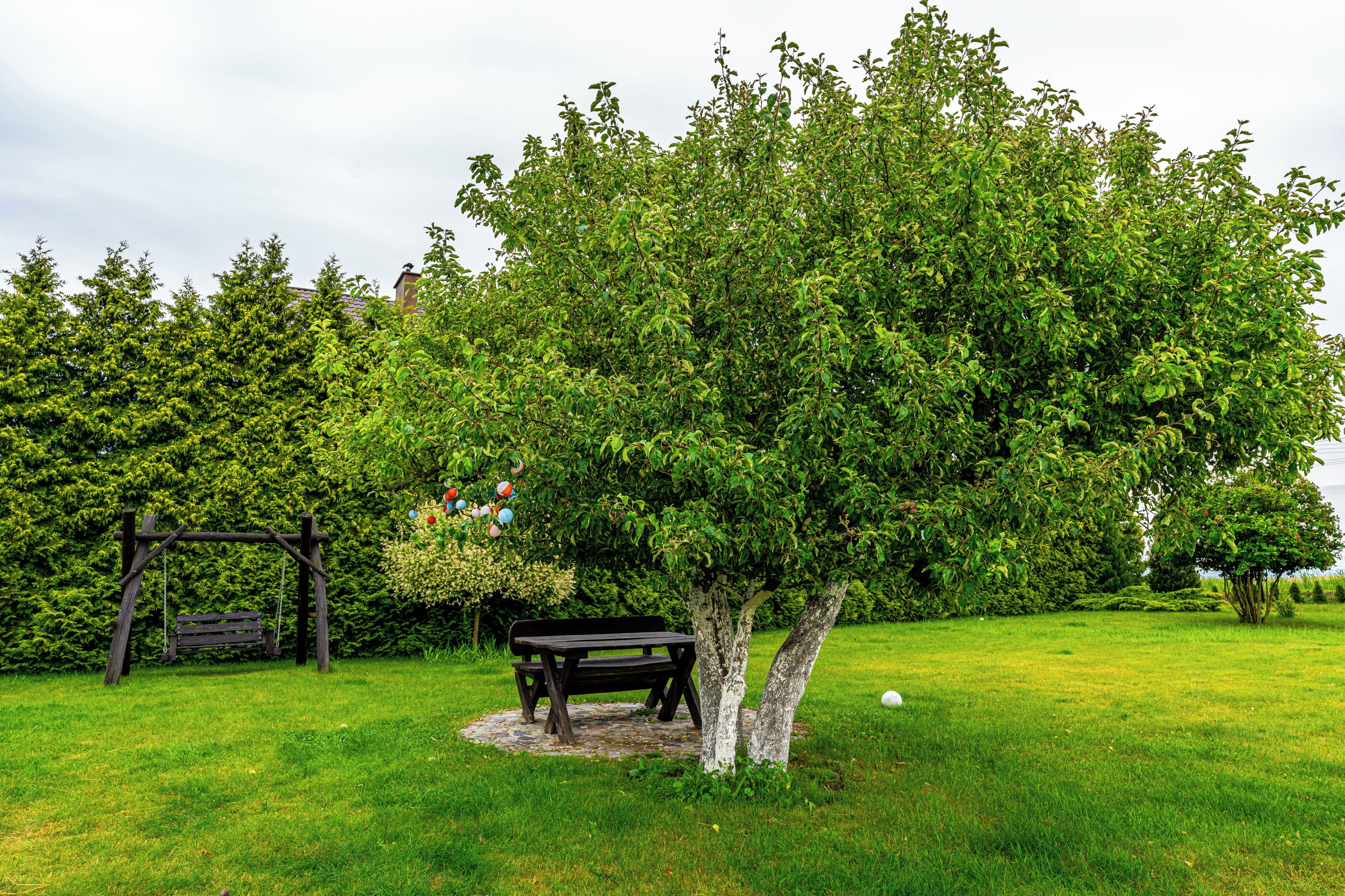A park with a wooden bench, a tree, and a grassy area.