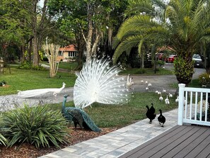 Àrea exterior de l'allotjament