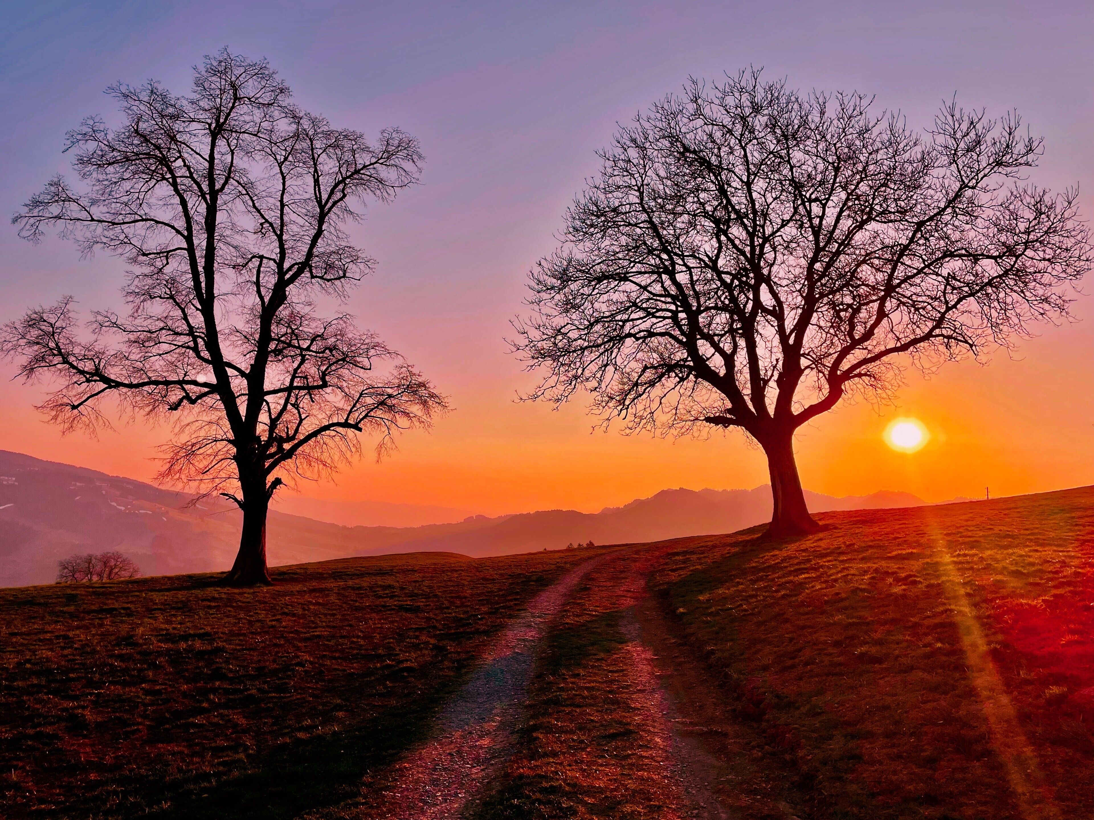 Un paysage rural avec deux arbres imposants, dépourvus de feuilles, et un chemin de terre qui mène vers un soleil couchant.