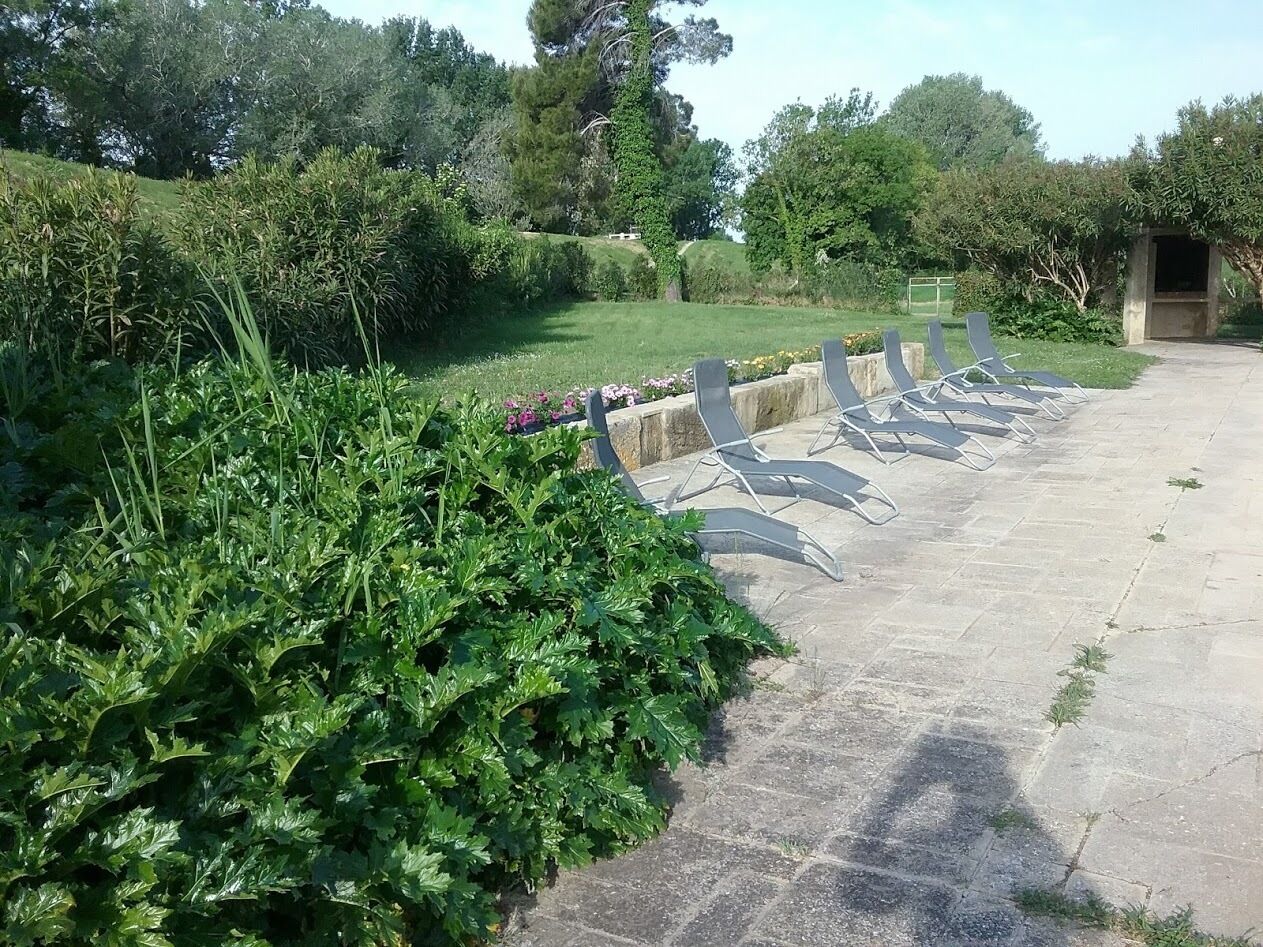 A garden area with a paved walkway, a row of lounge chairs, and dense greenery.