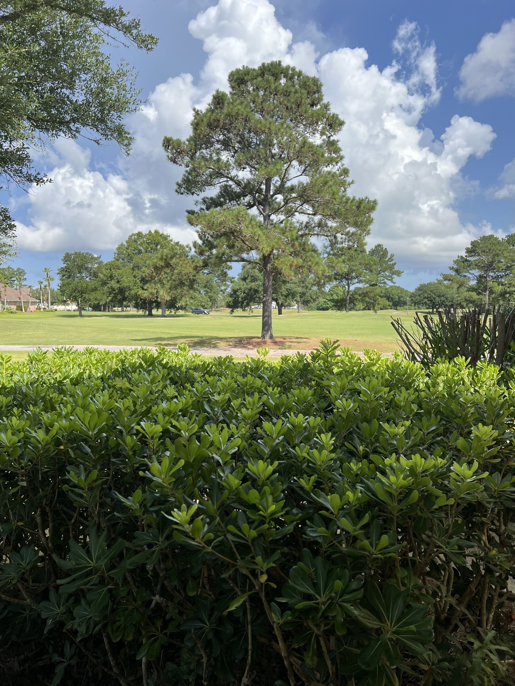 A park with a prominent tree, well-maintained grass, and dense shrubbery.