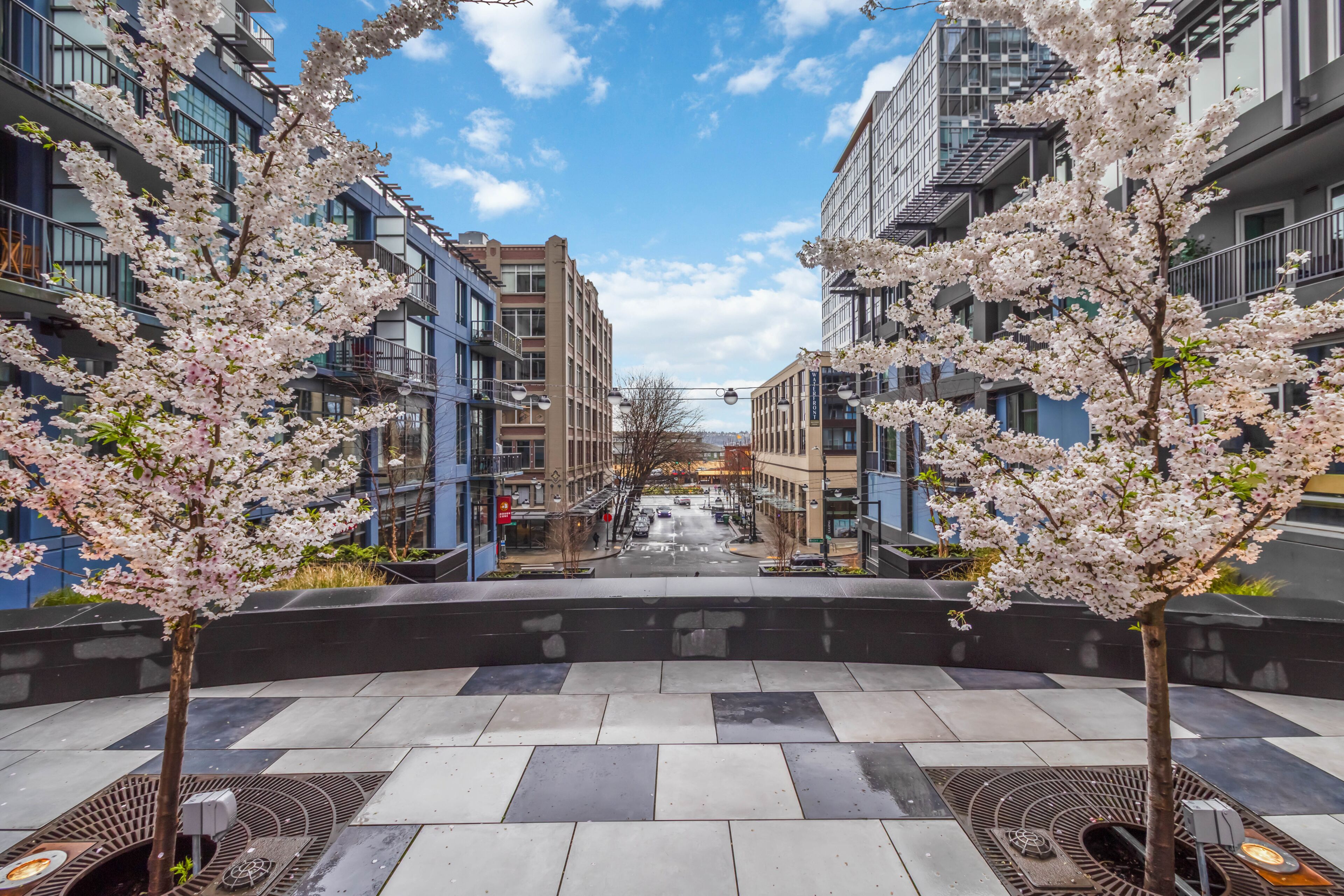 A modern urban street with cherry blossom trees, multi-story buildings, and a clear sky.