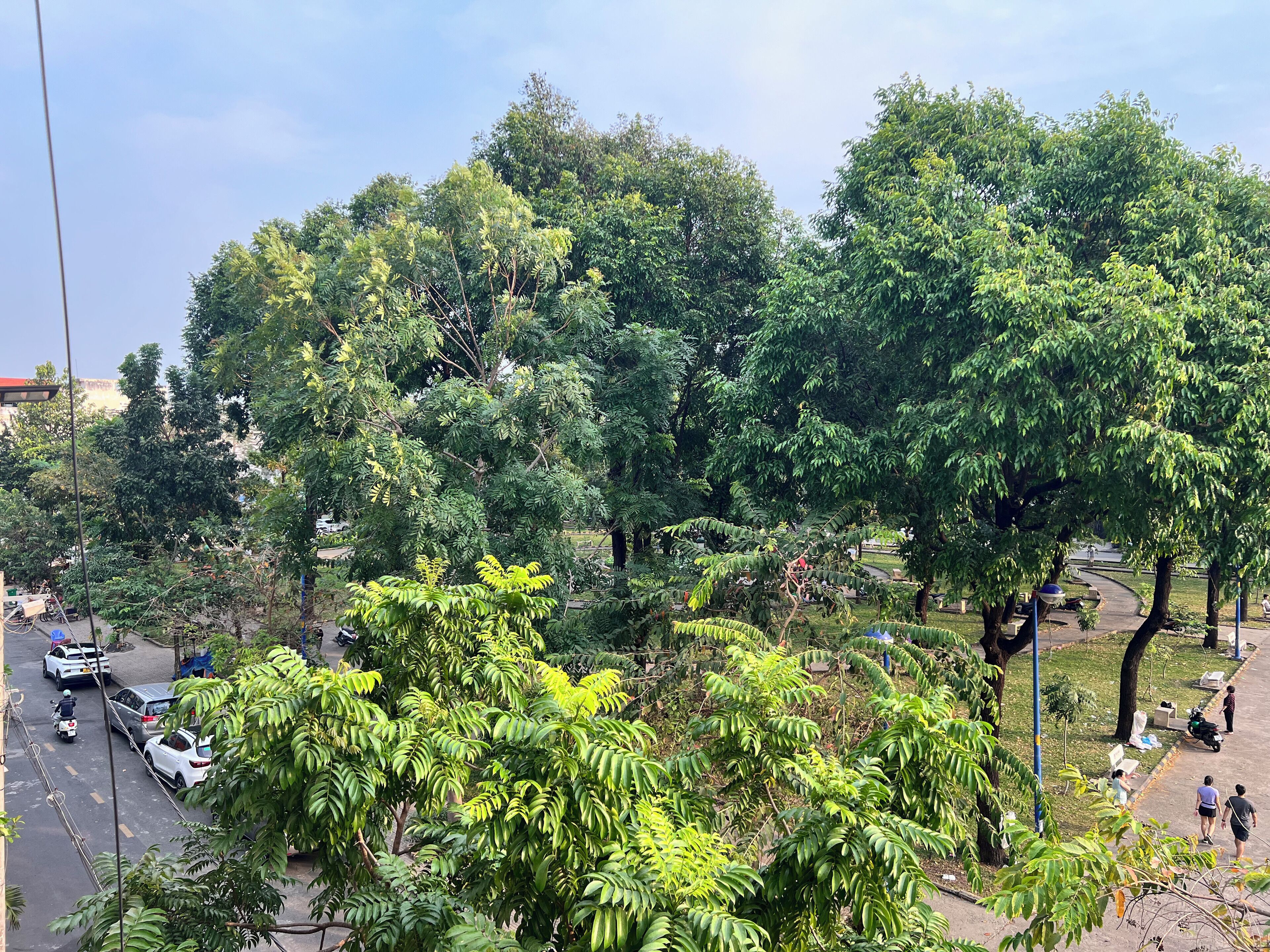 A park with dense green trees and a paved walkway.