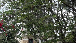 Ein Steinhaus mit dunklem Eingangstor, umgeben von Bäumen und einem Holzzaun.