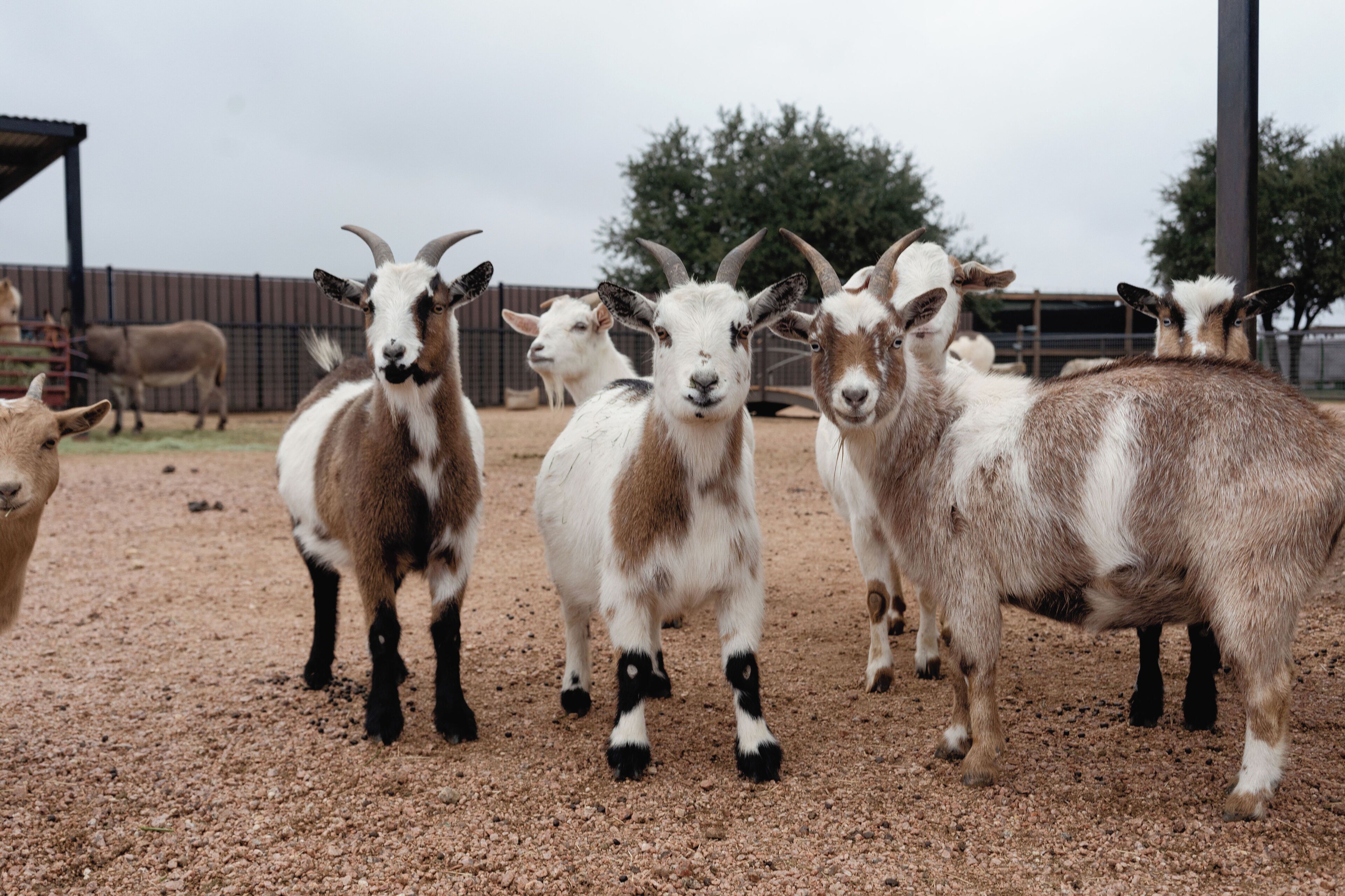 Un grupo de cabras en un espacio al aire libre con suelo de tierra, una cerca metálica y un edificio al fondo.