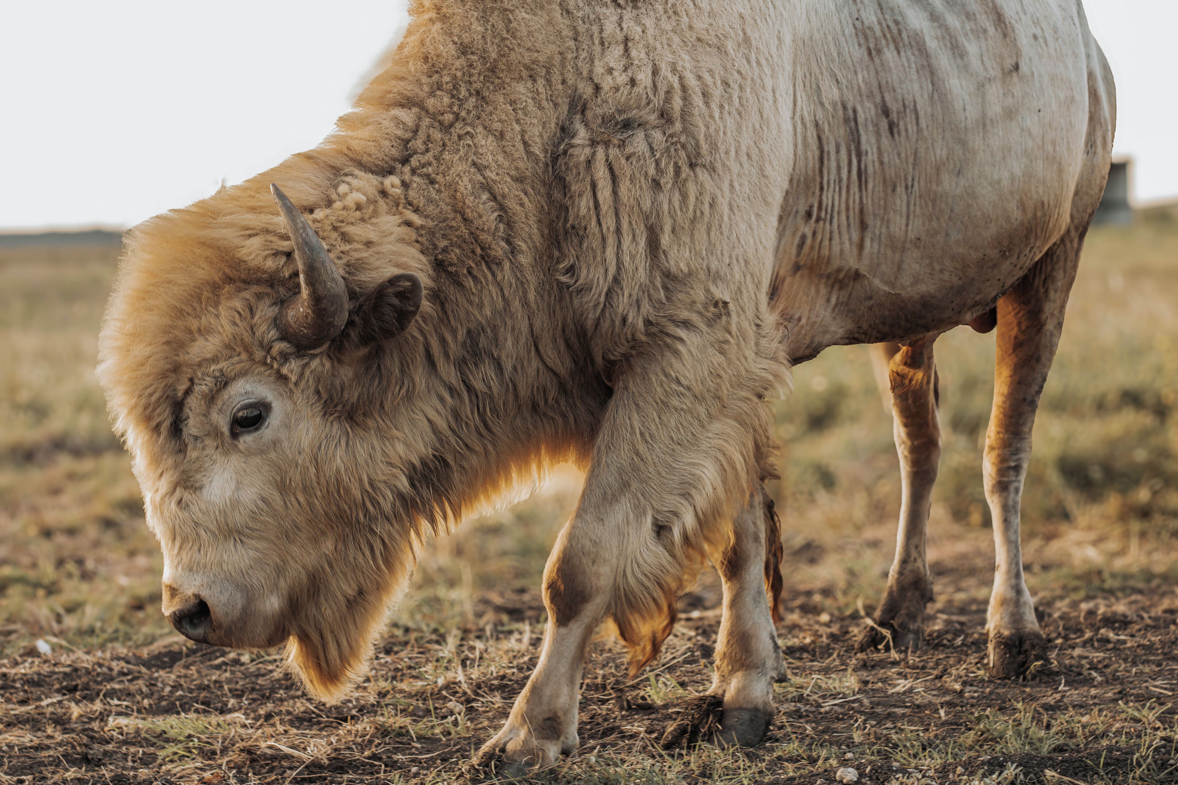 Un bisonte pastando en un campo.