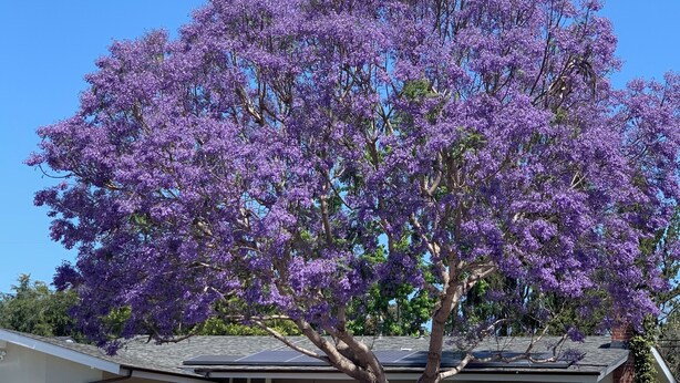 Exterior - 4-bedroom house in perfect Santa Barbara, 5 minutes from the beach! (Santa Barbara)