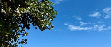 스위트, 발코니, 바다 전망 | 테라스/파티오