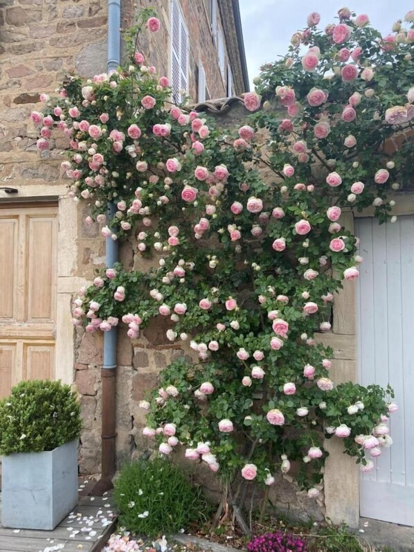 A stone building with a climbing rose wall and a potted plant.