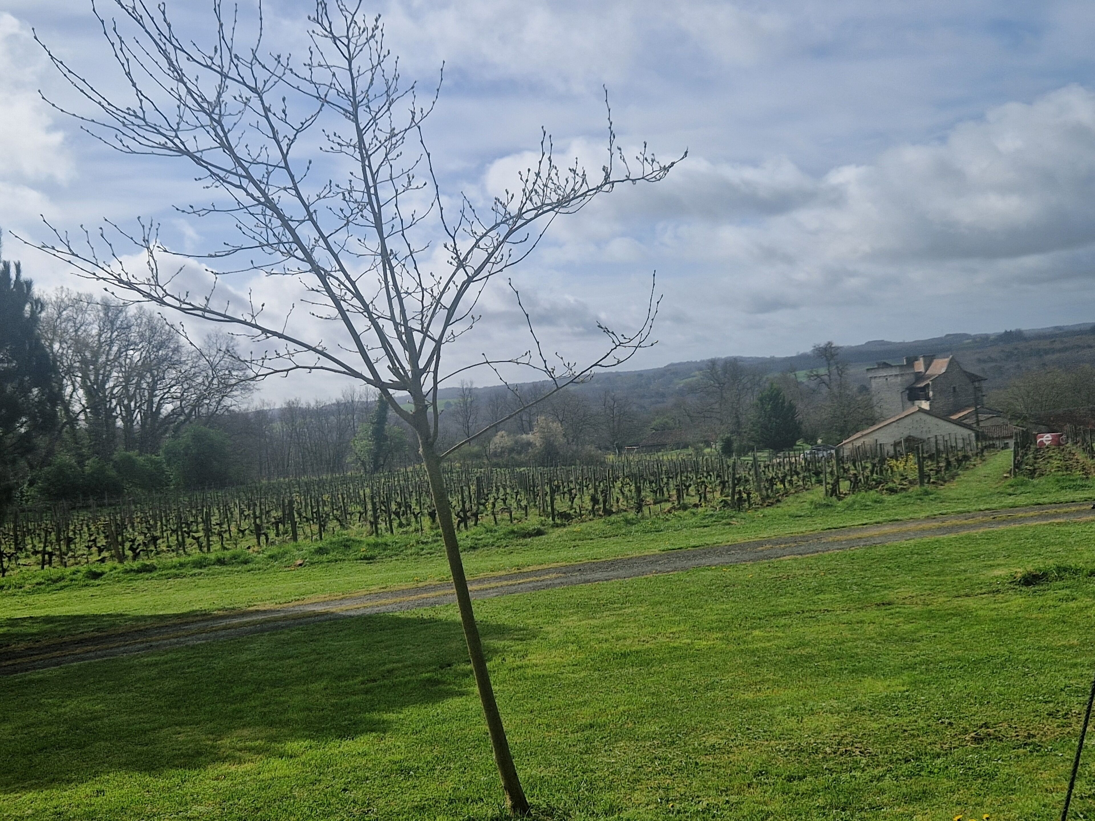 Un vignoble avec des rangées de vignes, un arbre isolé au premier plan et un bâtiment en arrière-plan.