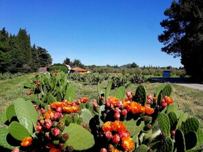 Property grounds - Miro - ARGELES-SUR-MER (ARGELES-SUR-MER)