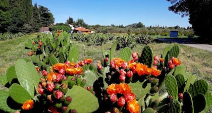 Miro - ARGELES-SUR-MER