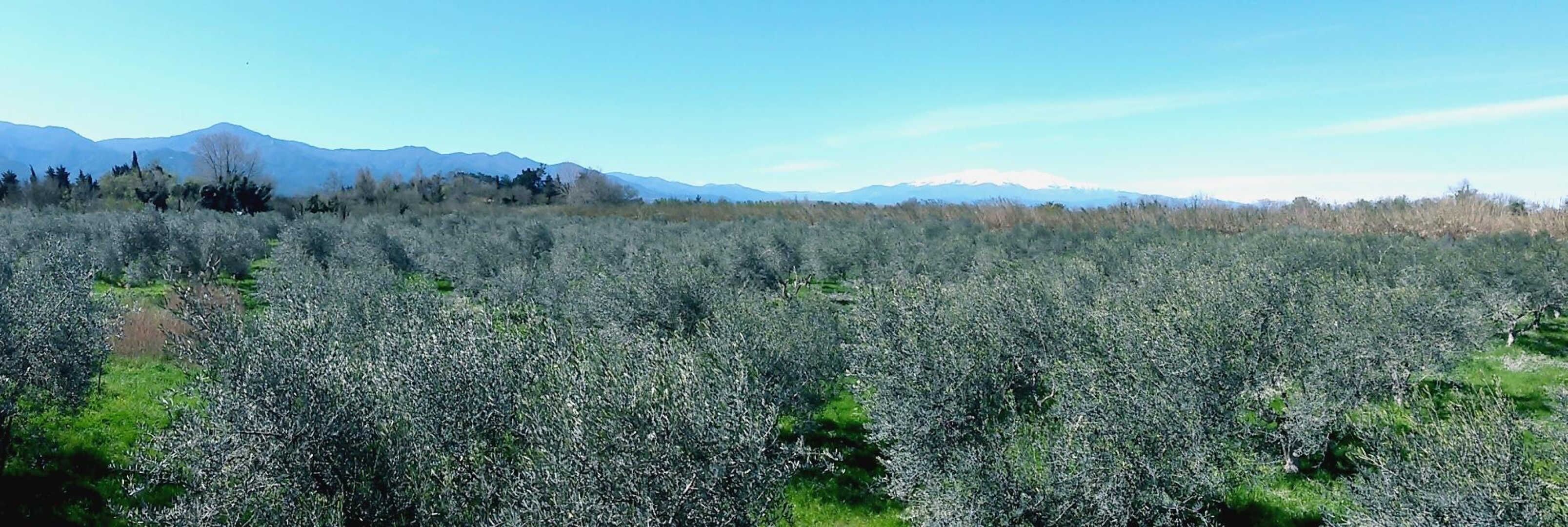 A field of crops with mountains in the background.
