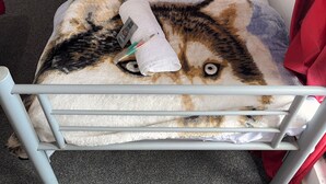 A single bed with a white mattress and pillows, a small bedside table with a plant, and a metal headboard.