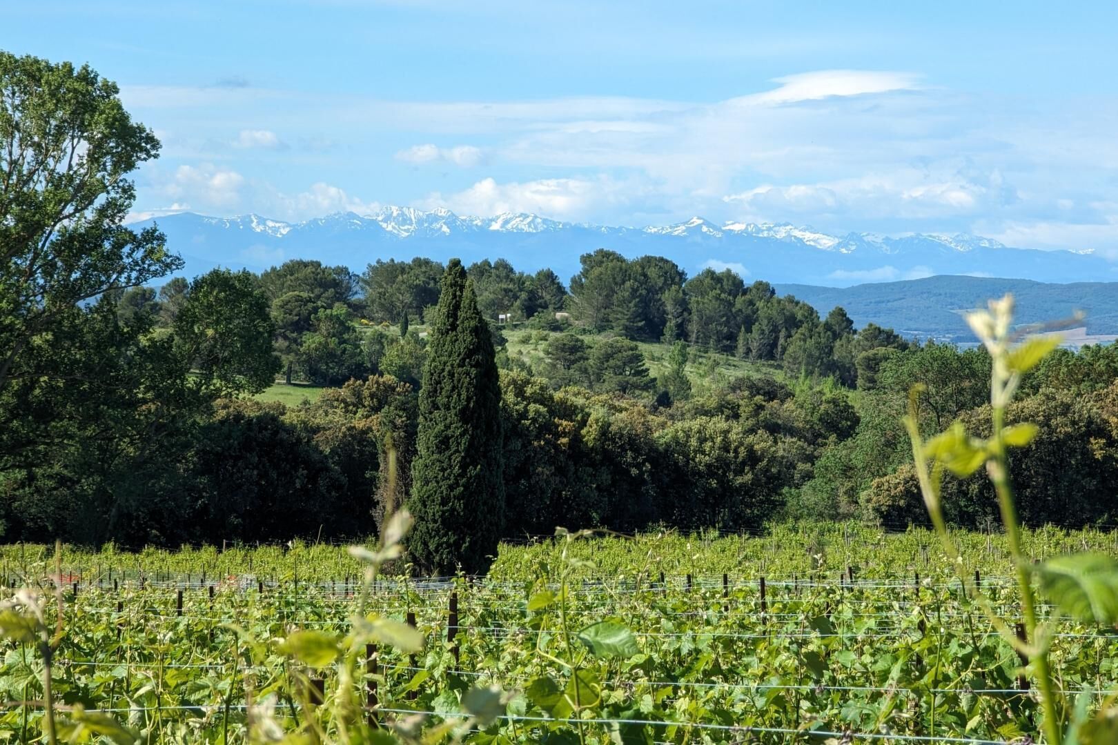 A vineyard with rows of grapevines and a backdrop of mountains.