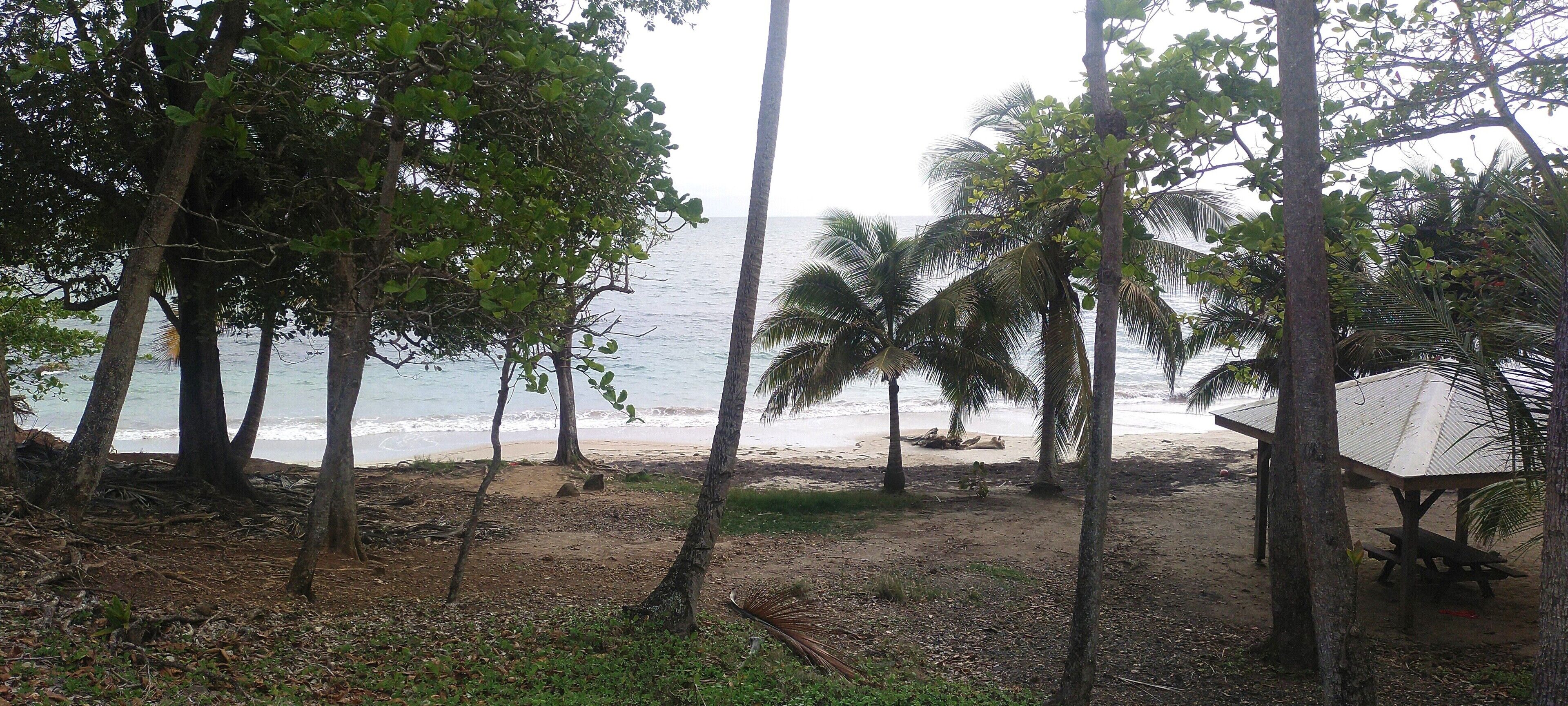 A beach with trees, a wooden structure, and the ocean in the background.