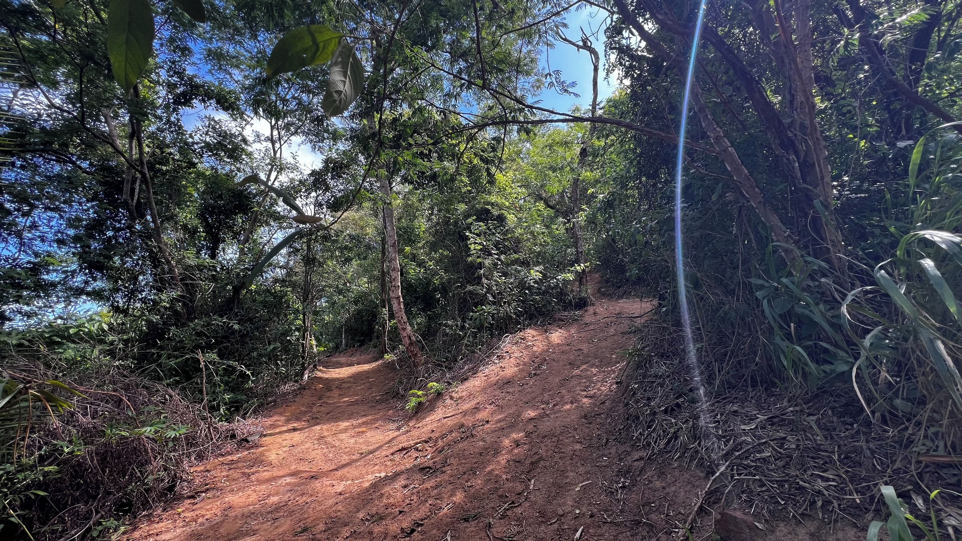 Un sendero de tierra que atraviesa un bosque con abundante vegetación a ambos lados.