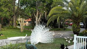 A peacock with its feathers fanned out, surrounded by white birds and a black bird on a paved area with grass and trees in the background.