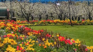 Un jardín con flores en flor y una montaña nevada al fondo.