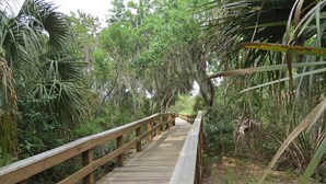 A wooden boardwalk surrounded by dense greenery and trees. - Walk to beach & trail-bikes, beach gear, porch (Palm Harbor)
