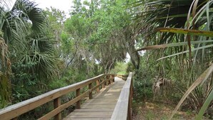 A wooden boardwalk through a dense, green forest with a wooden railing. - Bike to trails, beach, parks - great for families! (Palm Harbor)