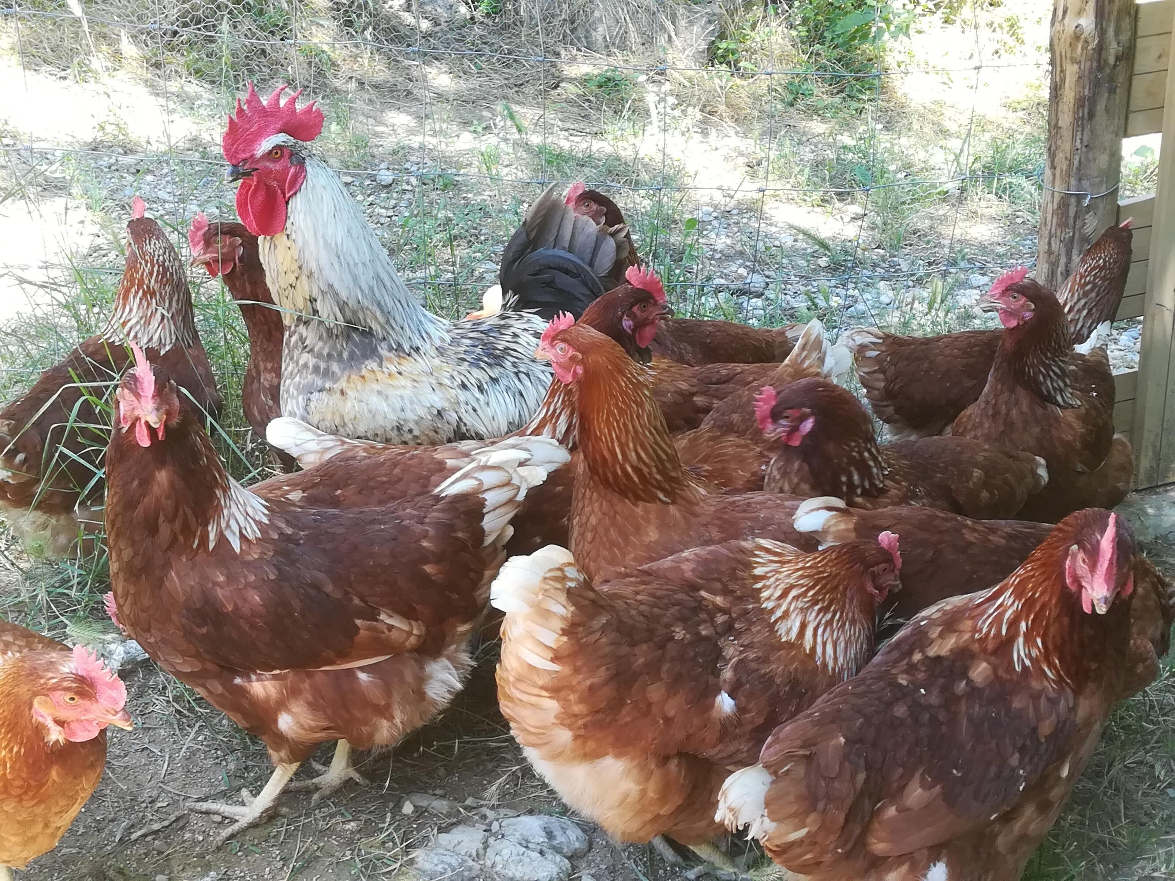 A group of chickens in a fenced outdoor area with a wooden structure in the background.